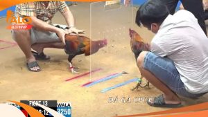 Đá gà cpc1 - sảnh đá gà mang đến những trận đấu siêu hấp dẫn